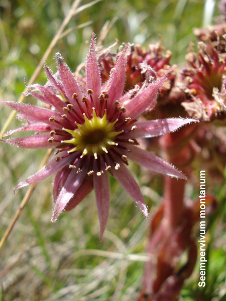 e'' un Sempervivum ?? Sempervivum tectorum